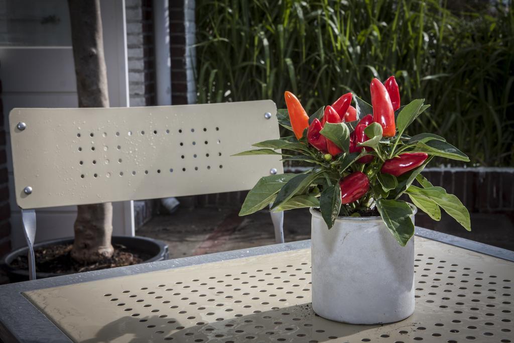 Savina City Centre Apartment Near Beach, Station And Shops Zandvoort Rom bilde